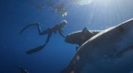 Shark Whisperer (Image via Netflix)